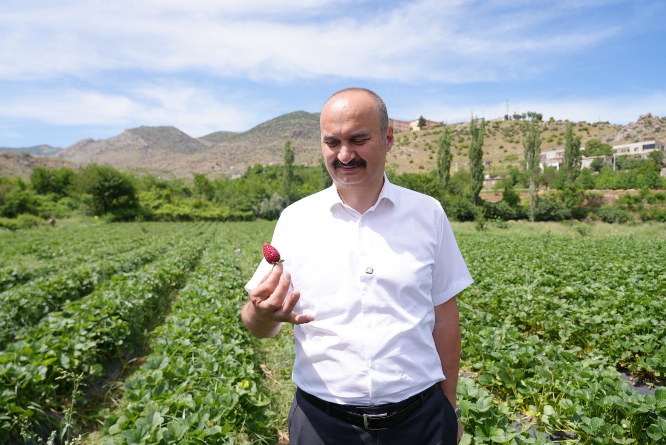 Sason Çileği'nde ilk hasat coşkusu;
