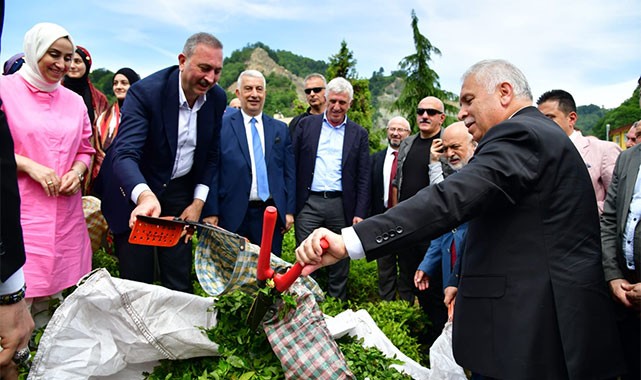 Trabzon'da çay sezonu açıldı: ''Biz bu topraklarda sadece üretmiyoruz, yaşıyoruz''