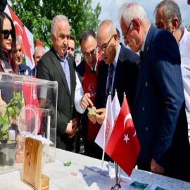 Giresun’da fındığın düşmanına karşı samuraylar devrede!