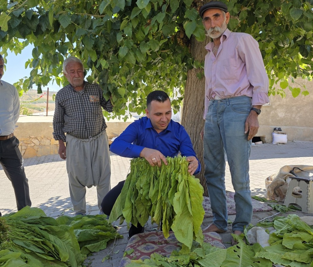 Kaymakam Algın, tütün iğneledi;