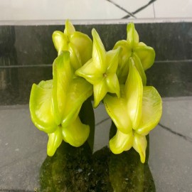 Gazipaşa; Türkiye'nin tropikal üssü oldu