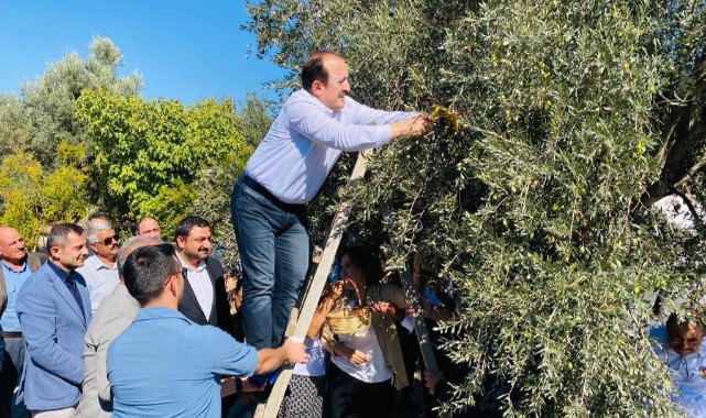 1300 yıllık anıt ağaçtan zeytin topladı