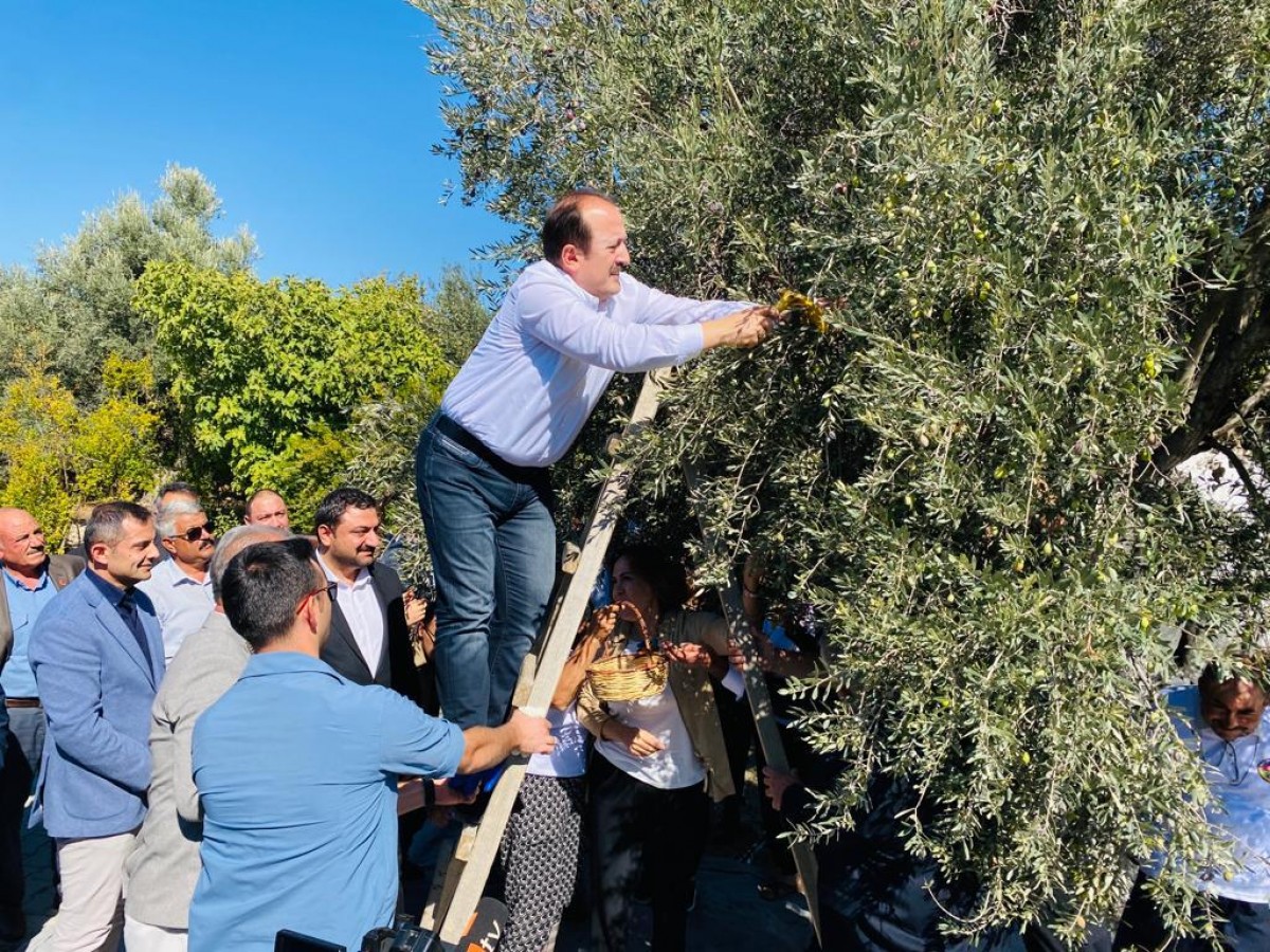 1300 yıllık anıt ağaçtan zeytin topladı