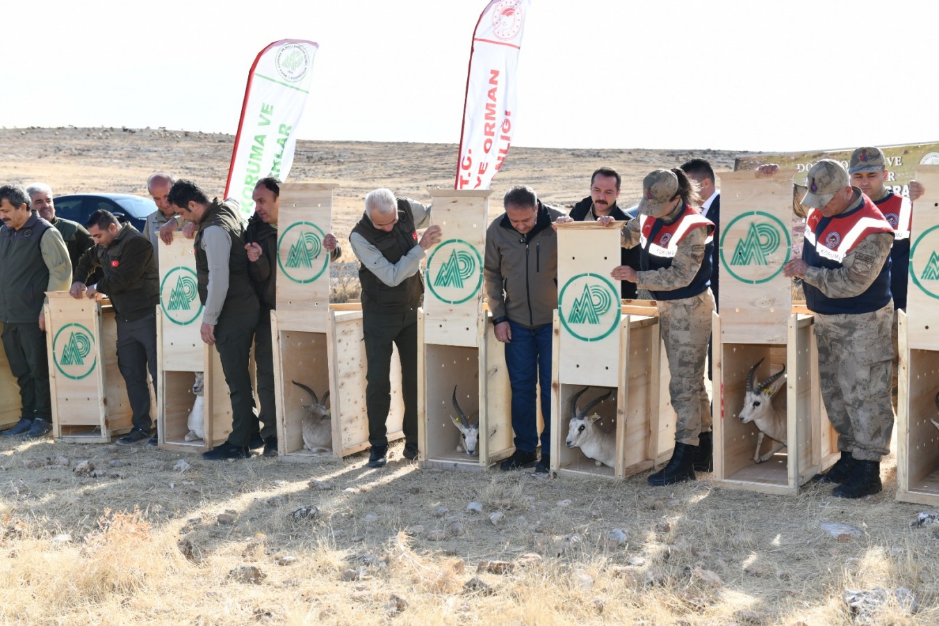 Urfa ceylanları Cudi dağlarına gönderiliyor;