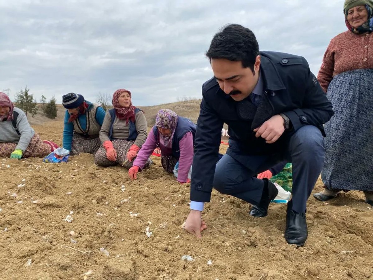 Taşköprü Sarımsağı toprakla buluşuyor