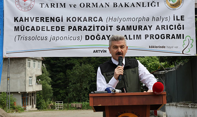Artvin'de 80 bin Samuray arısı doğaya salınacak;