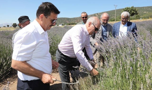 Lisinia’da yılın ilk hasadı