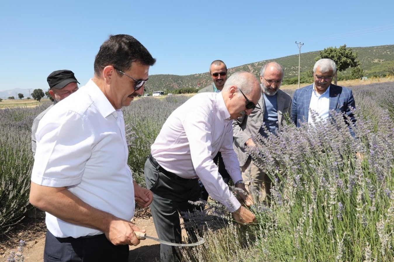 Lisinia’da yılın ilk hasadı