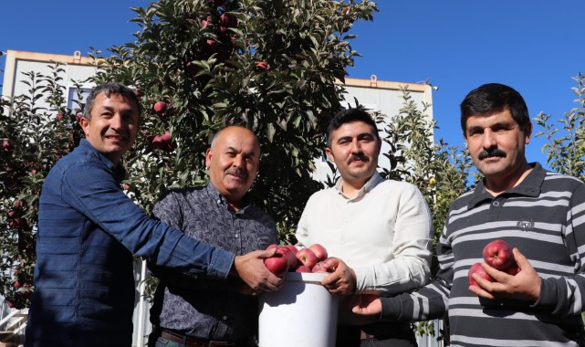 Kaymakam Yazıcı, elma hasadına katıldı