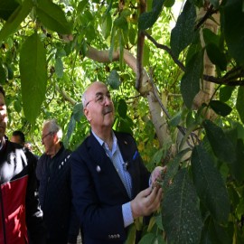“Denizli ceviz üretiminde birinci olacak”