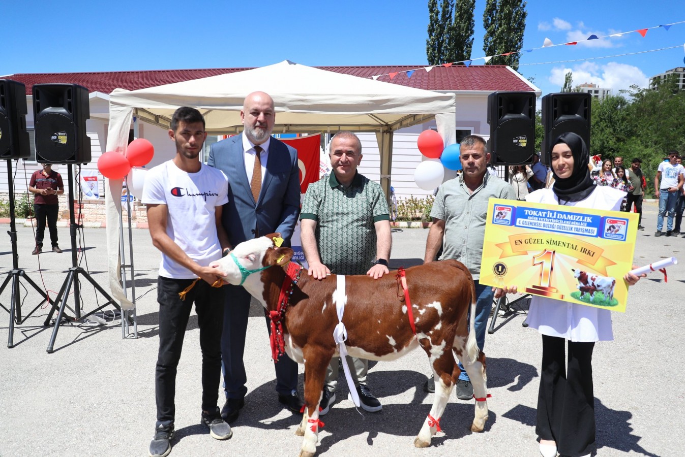 Tokat'ın en güzel buzağısı;