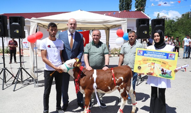 Tokat'ın en güzel buzağısı