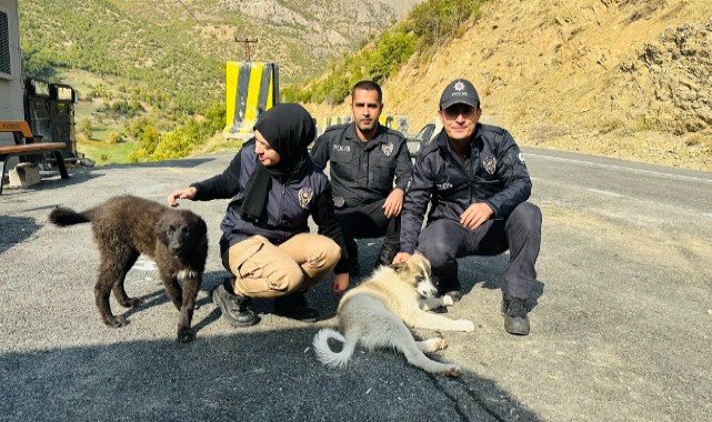 Kaymakamın bulduğu 13 köpek bekçi olacak