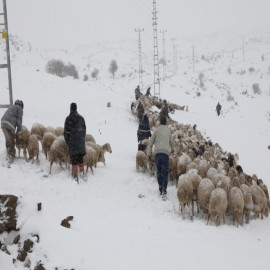 Yaylalarda mahsur kalan çobanlara ulaşıldı