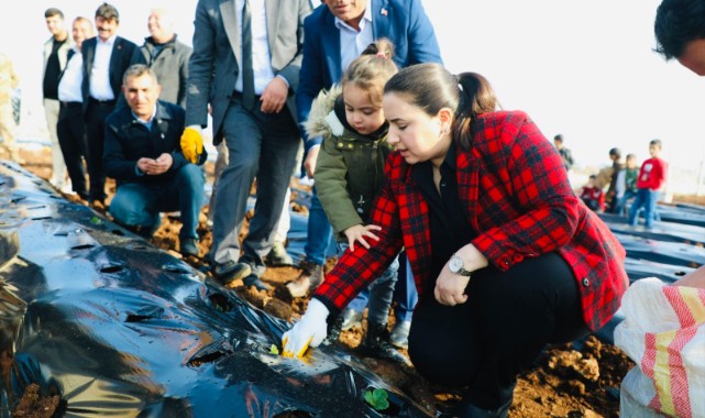 Cizre’de çilek üretimi denemesi