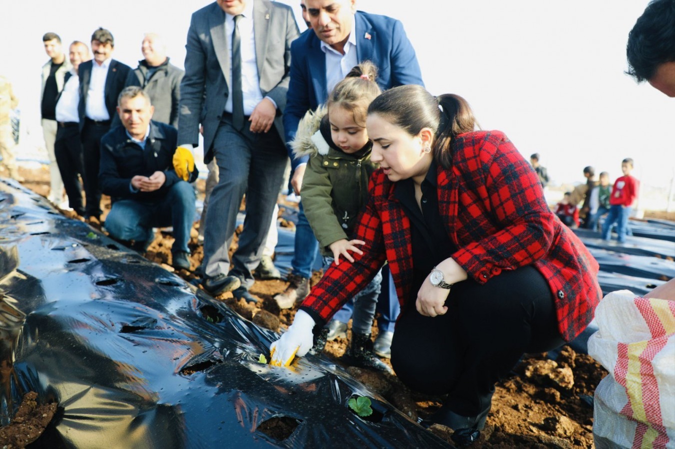 Cizre’de çilek üretimi denemesi