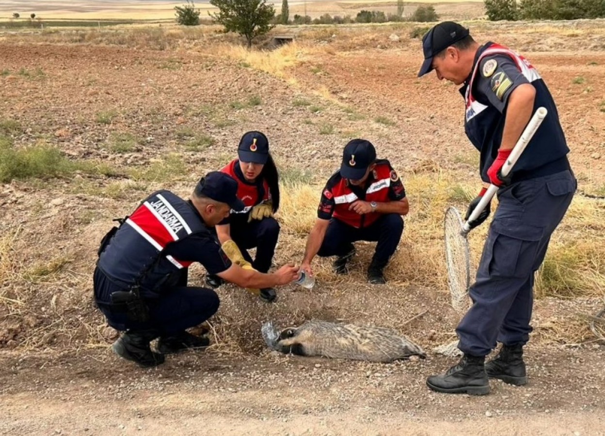 Dünyanın en korkusuz hayvanı Karakeçili'de bulundu;