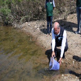 Çanakkale’nin sularına 955 bin balık bırakılacak