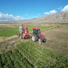 Bölgenin en kaliteli pancarında hasat başladı