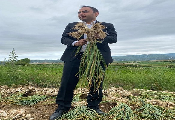 Taşköprü sarımsağı üreticisinin yüzünü güldürdü