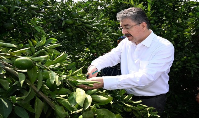 Erkenci mandalina hasadı yaptı