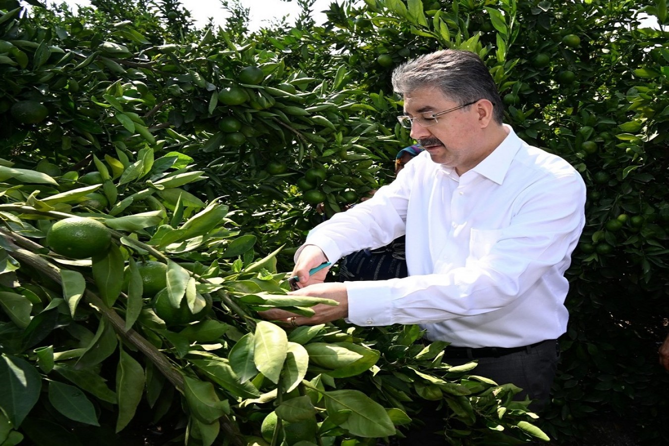 Erkenci mandalina hasadı yaptı;