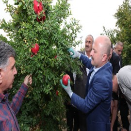 Adıyaman'da nar üretimi artıyor