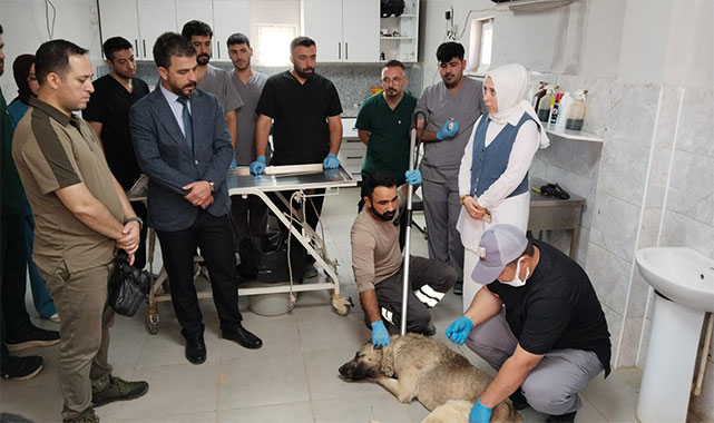 Şanlıurfa’da sahipsiz hayvanlar için personel eğitimi: ''Bütün süreçleri yakından takip ediyoruz'';