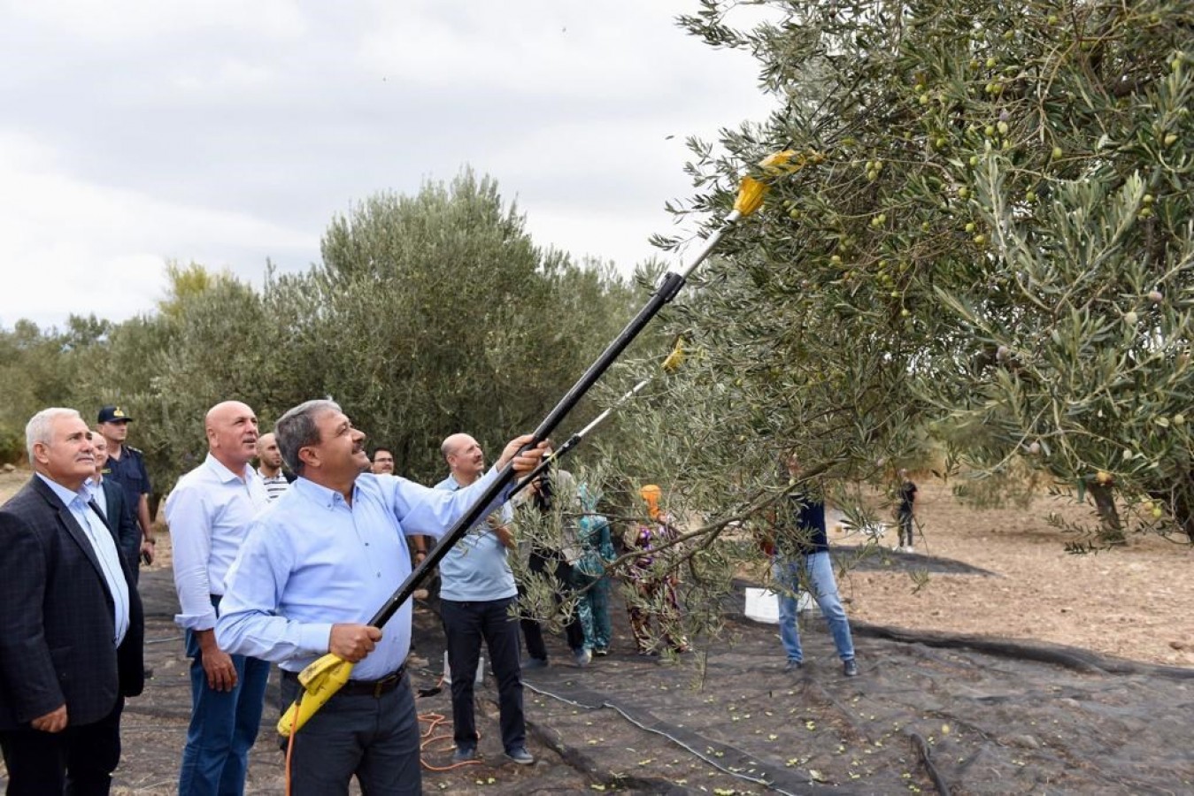 Zeytinde yılın ilk hasadına katıldı;