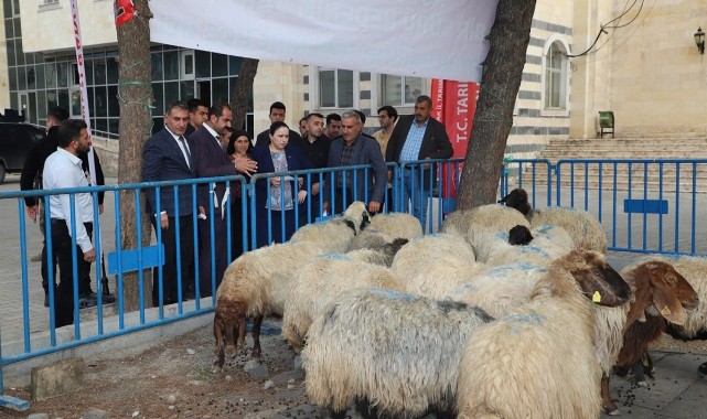 Cizre’de ilk koyunlar çiftçi ile buluştu