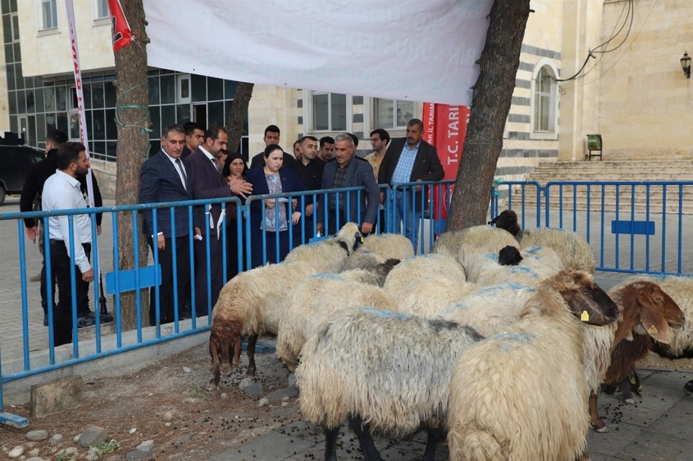 Cizre’de ilk koyunlar çiftçi ile buluştu;