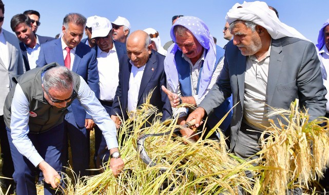 Orakla çeltik hasadı yaptılar