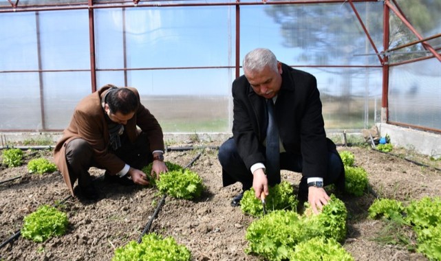 Öğrencilerin yetiştirdiği marulları hasat etti