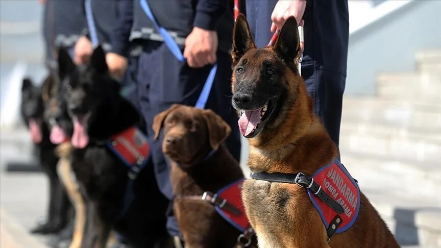 Özel eğitimli dedektör köpekler operasyonlarda Jandarmaya güç katıyor;