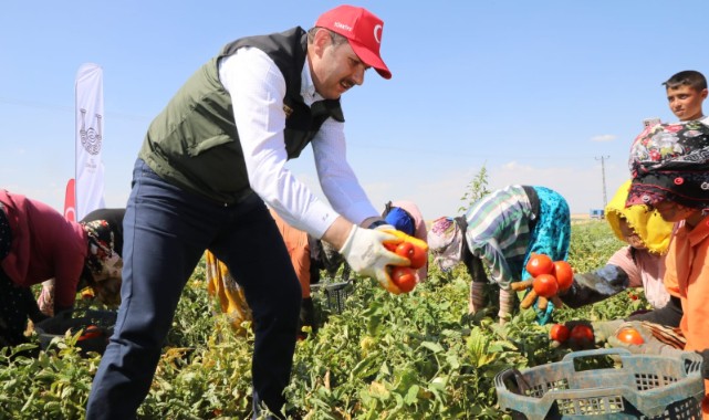 İşçilerle domates topladı